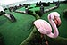 MiniGolf